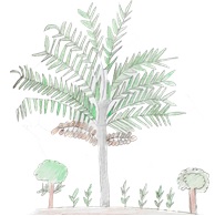 palmeiras2
